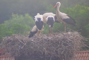 Obraz podglądu z kamery internetowej storks Trzciniec